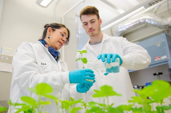 Female and male scientists watering plants in lab
