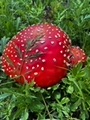 Amanita Mushroom