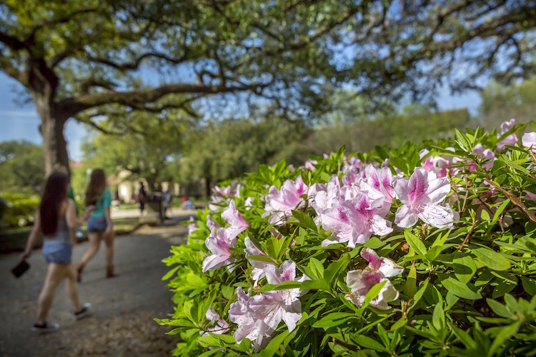 azaleas in bloom on campus
