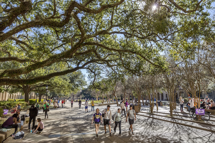 students walking under oaks in quad