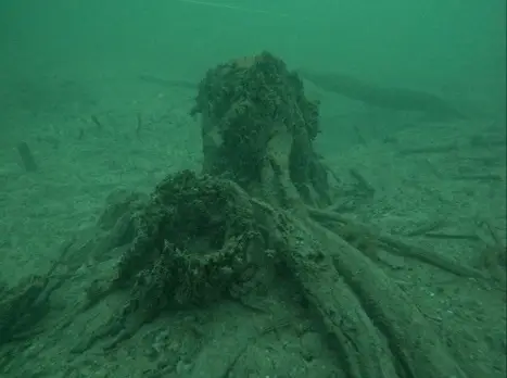 photo of underwater forest