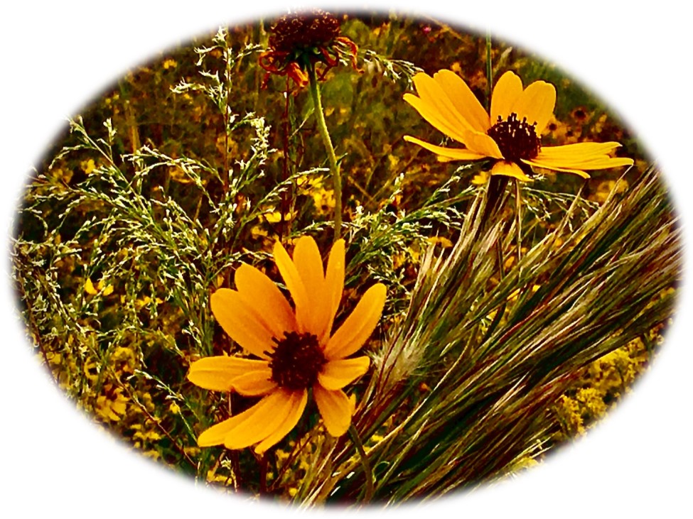 swamp sunflowers and grasses in cajun prairie