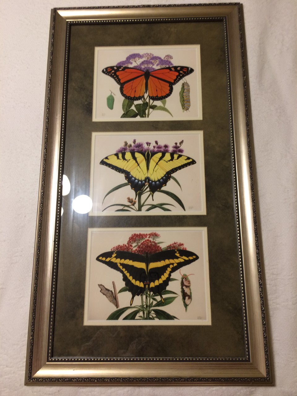 3 paintings in one frame - three butterflies on host plants