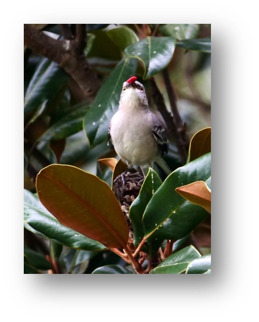 bird with magnolia seed