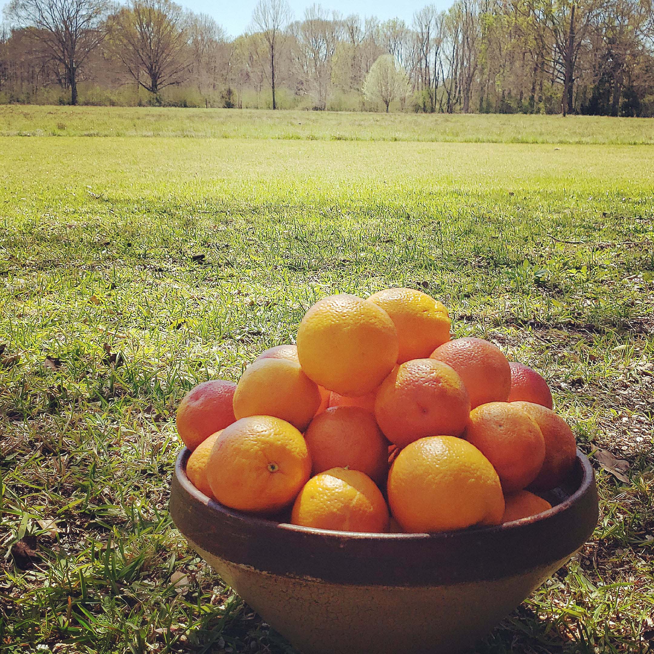 oranges in bowl in a field