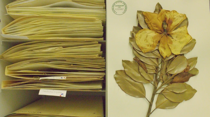 sample of files and work from LSU herbarium