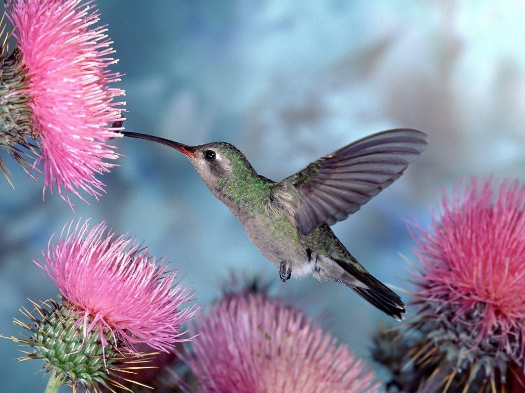 hummingbird by thistle bloom
