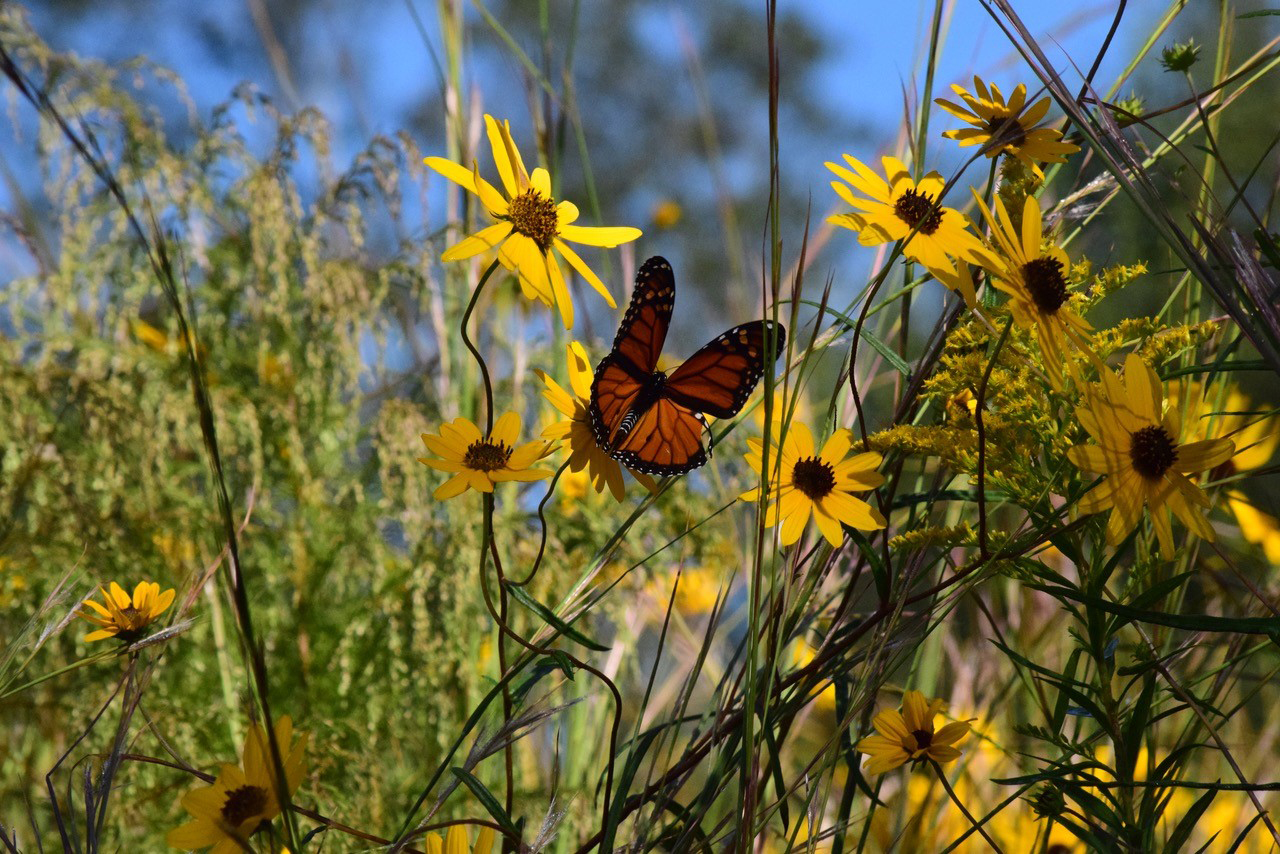 meadow flowers with monarch butterfly