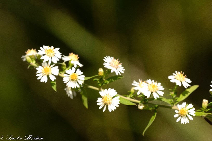 Fall Aster, Aster ericoides