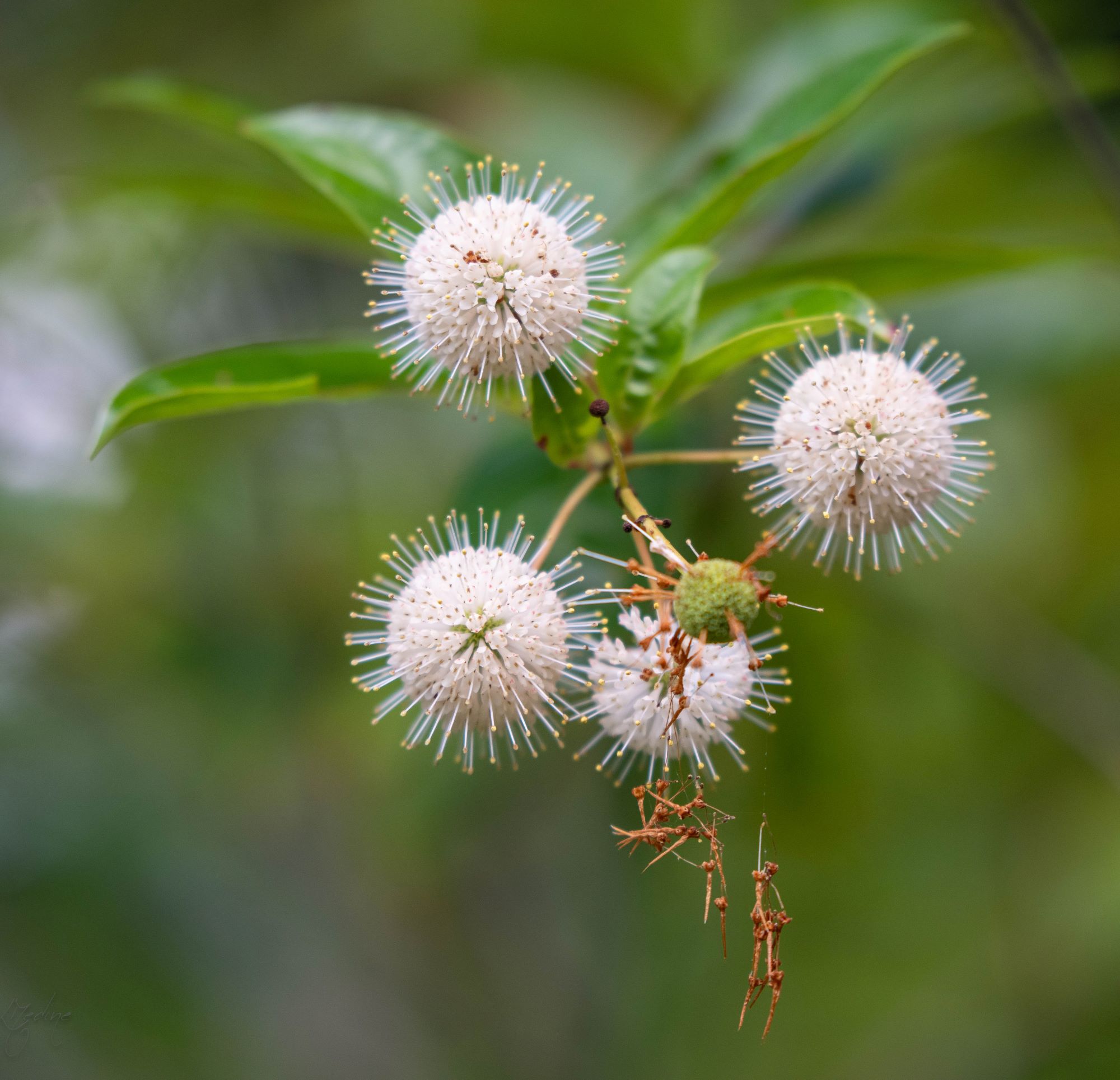 Picture of button bush blooms
