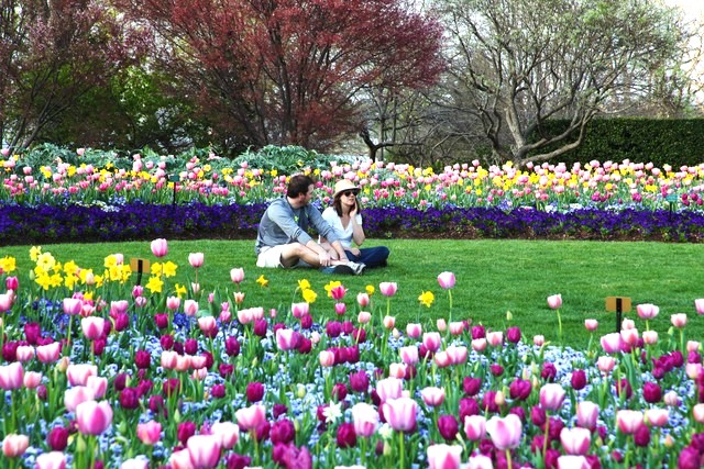 people sitting in grass surrounded by tulips