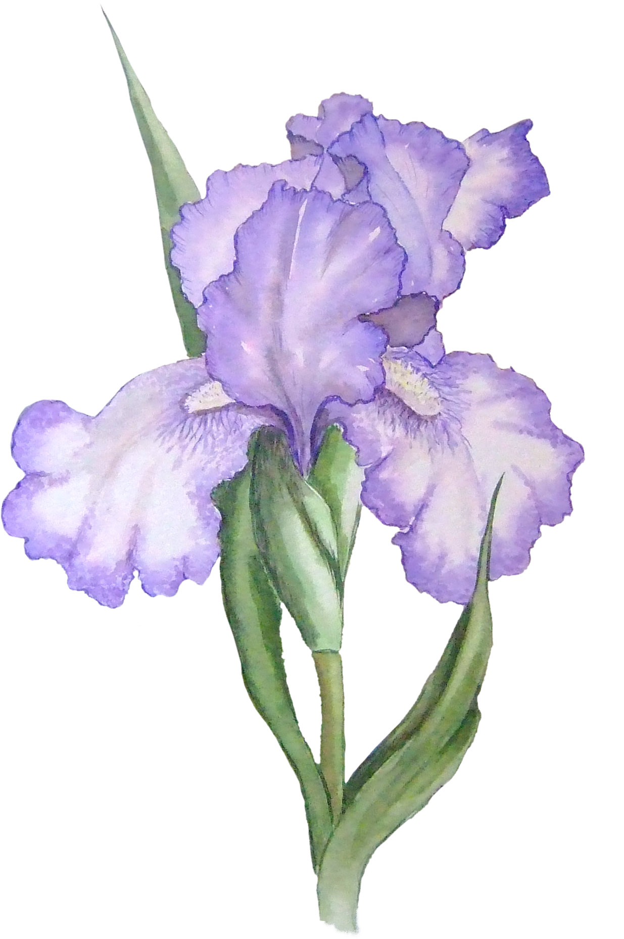 iris watercolor