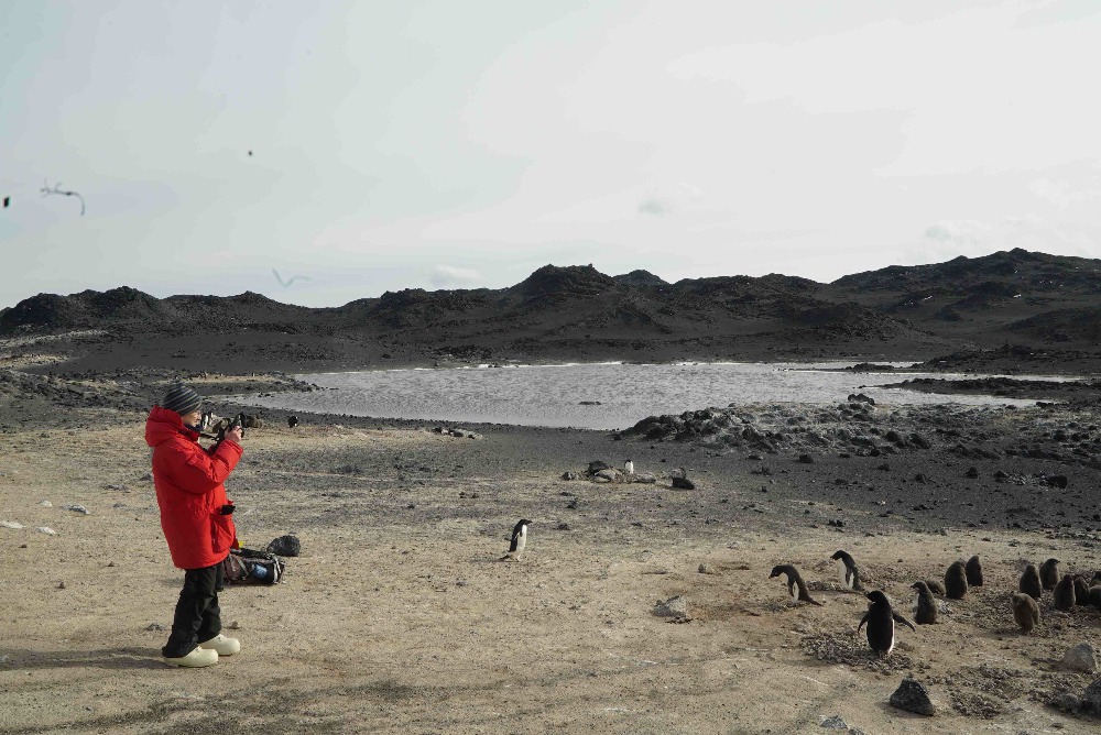 Dr. Suchy takes pictures of some nearby penguins.