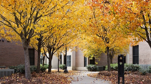 fall trees on campus