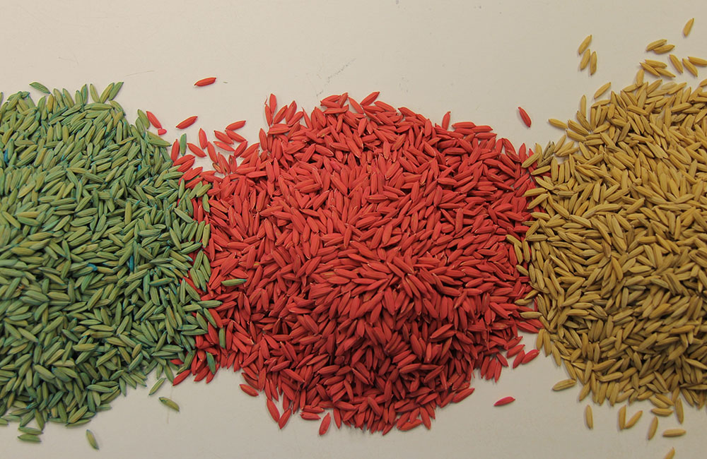 Different Color Rice Plants Sustainable Rice Research | LSU