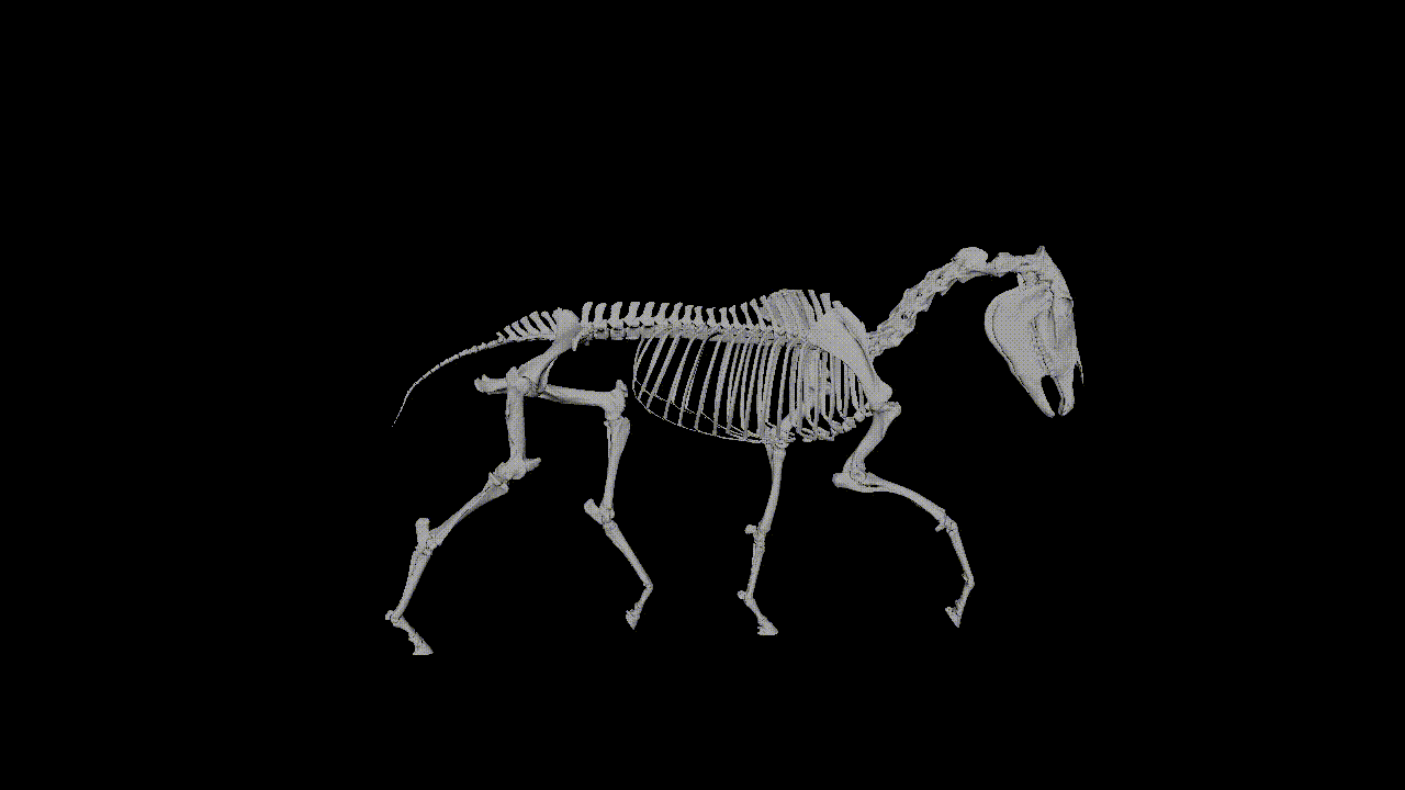 horse skeleton trotting