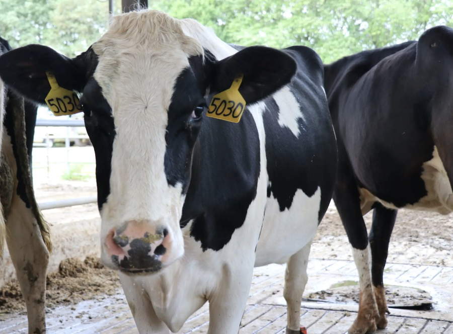 cattle pic for bovine respiratory disease news release
