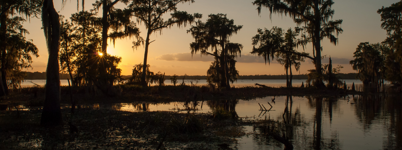 Photograph of Louisiana bayou