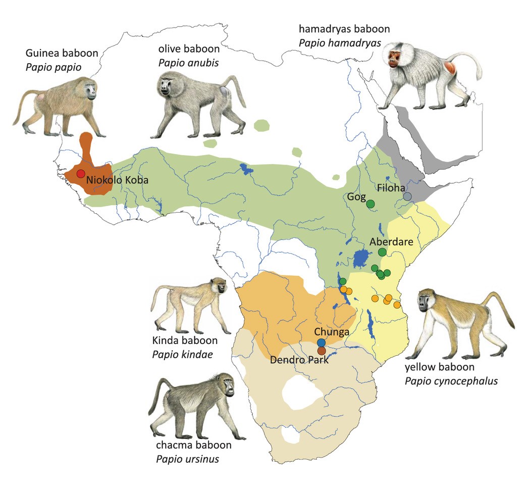 A map of Africa showing territories and illustrations of six very different looking species of African baboonsbaboons