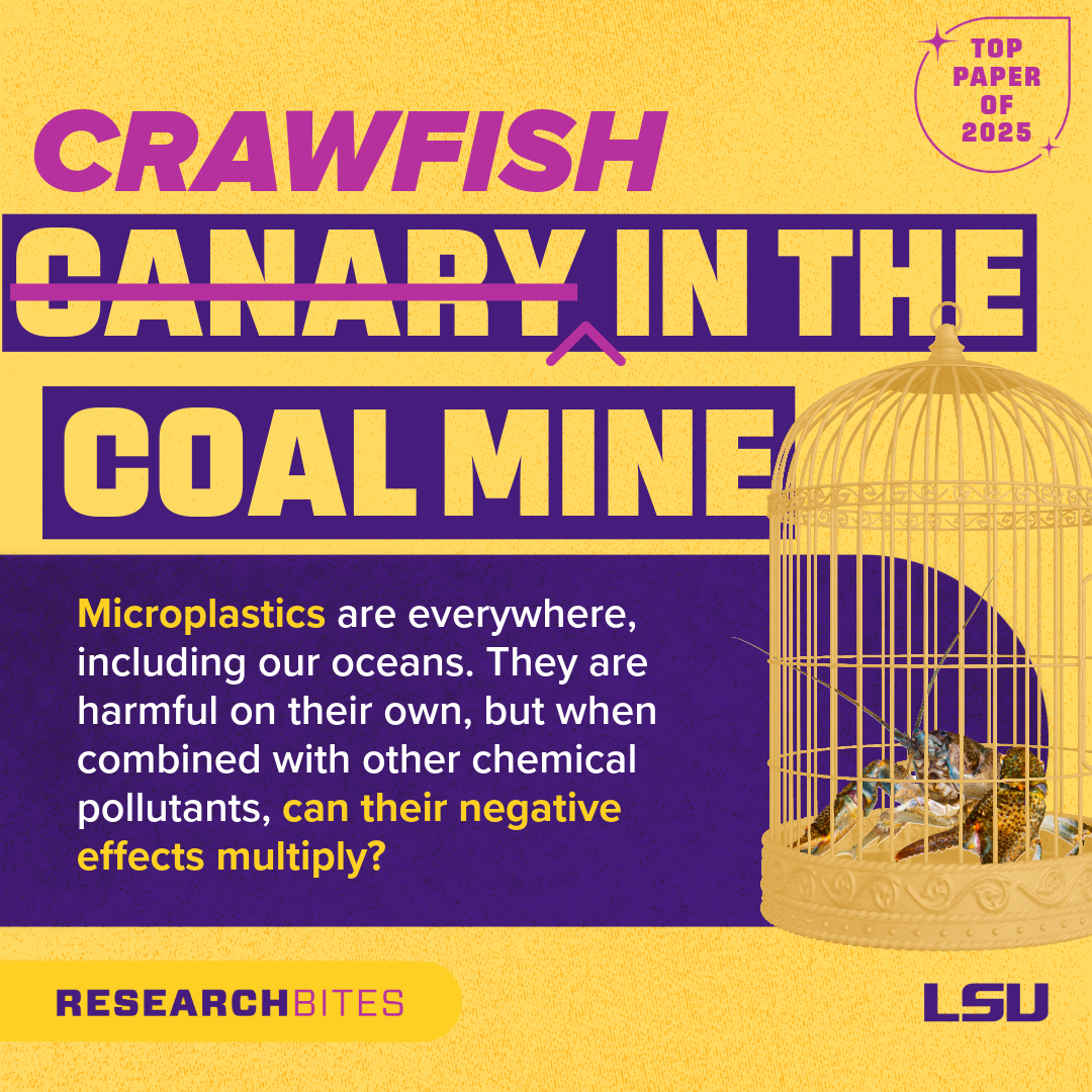 Crawfish in the Coal Mine slide: Microplastics are everywhere, including our oceans. They are harmful on their own, but when combined with other chemical pollutants, can their negative effects multiply?