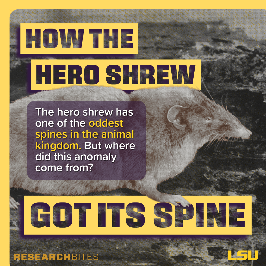 Slide featuring image of a hero shrew: The hero shrew has one of the oddest spines in the animal kingdom. But where did this anomaly come from?