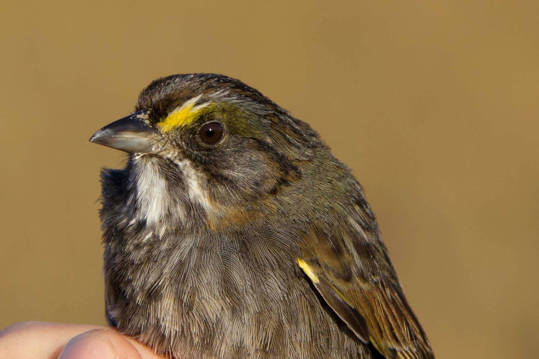 Close up Sea Sparrow