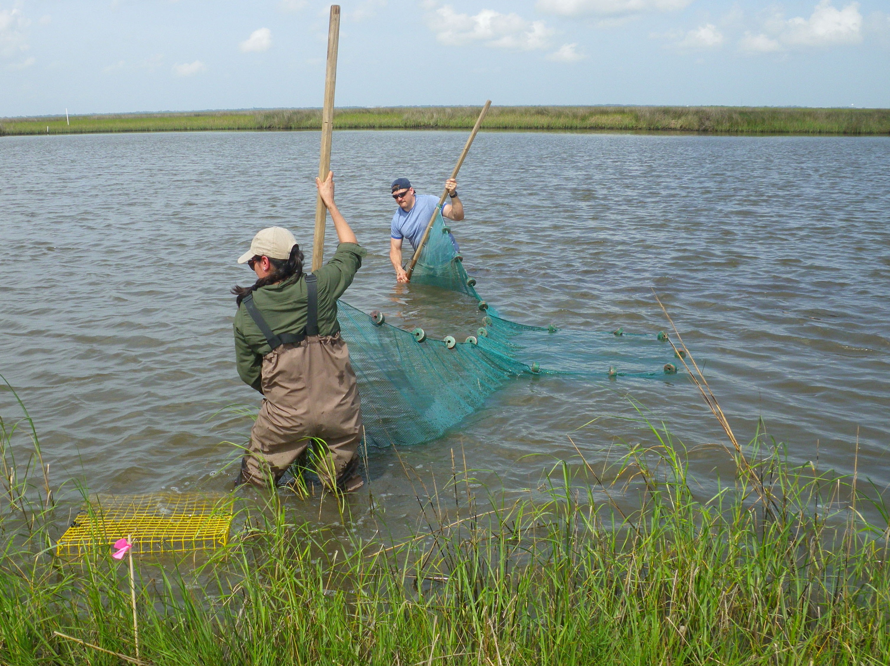 Conducting research in Gulf of Mexico marshes