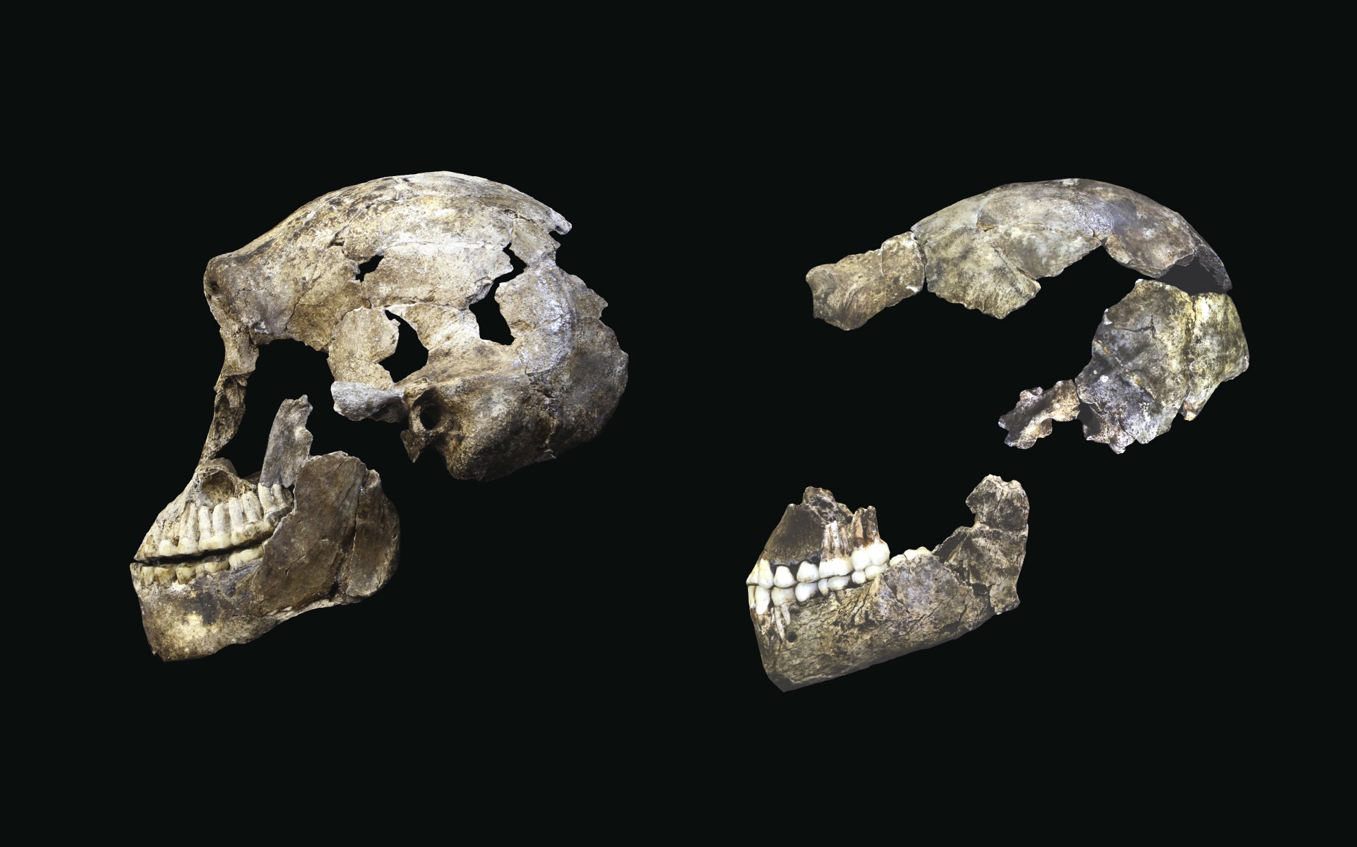 Two skulls of early humans found in the Cradle of Mankind