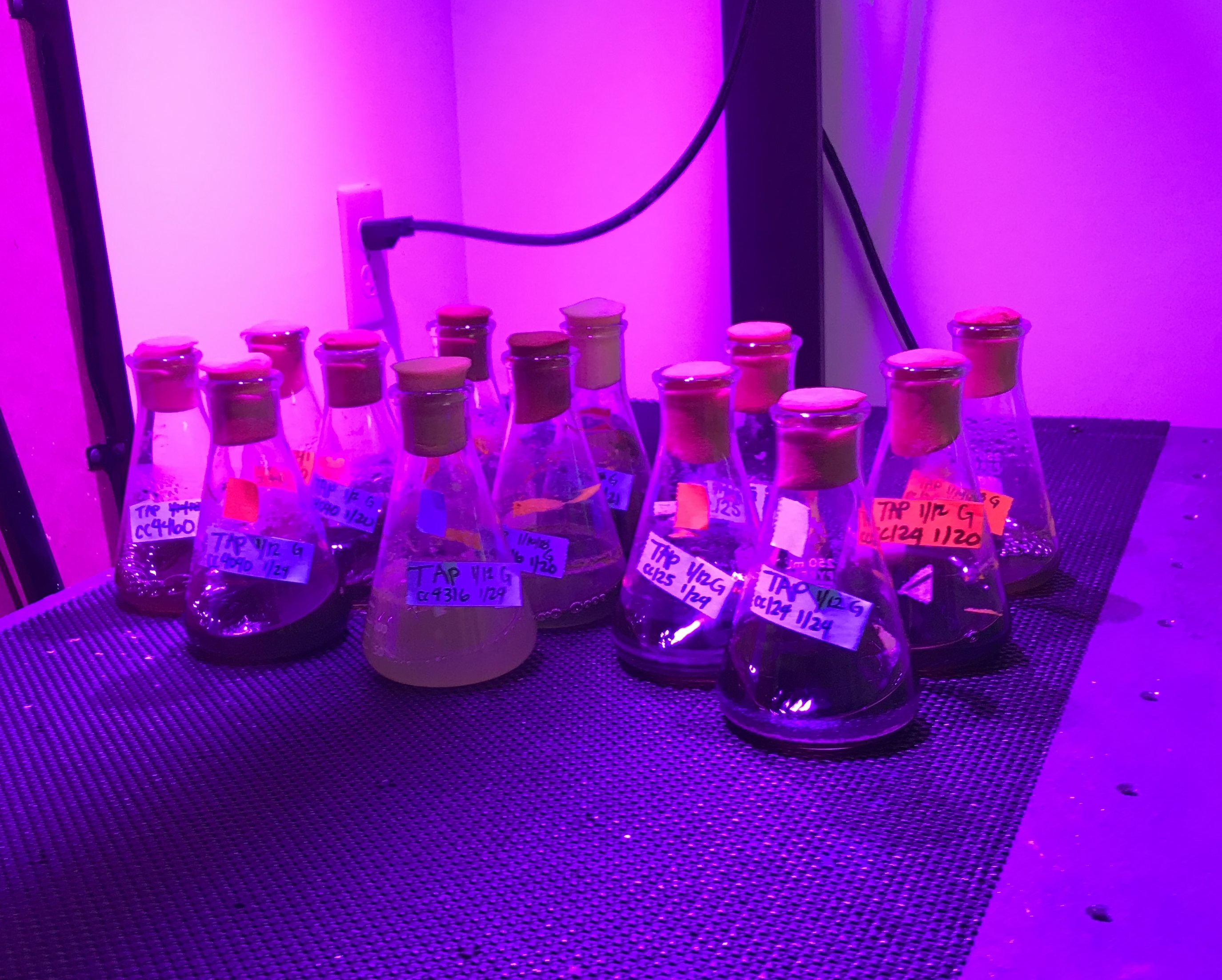 Algae samples in LSU biologist Naohiro Kato's lab.