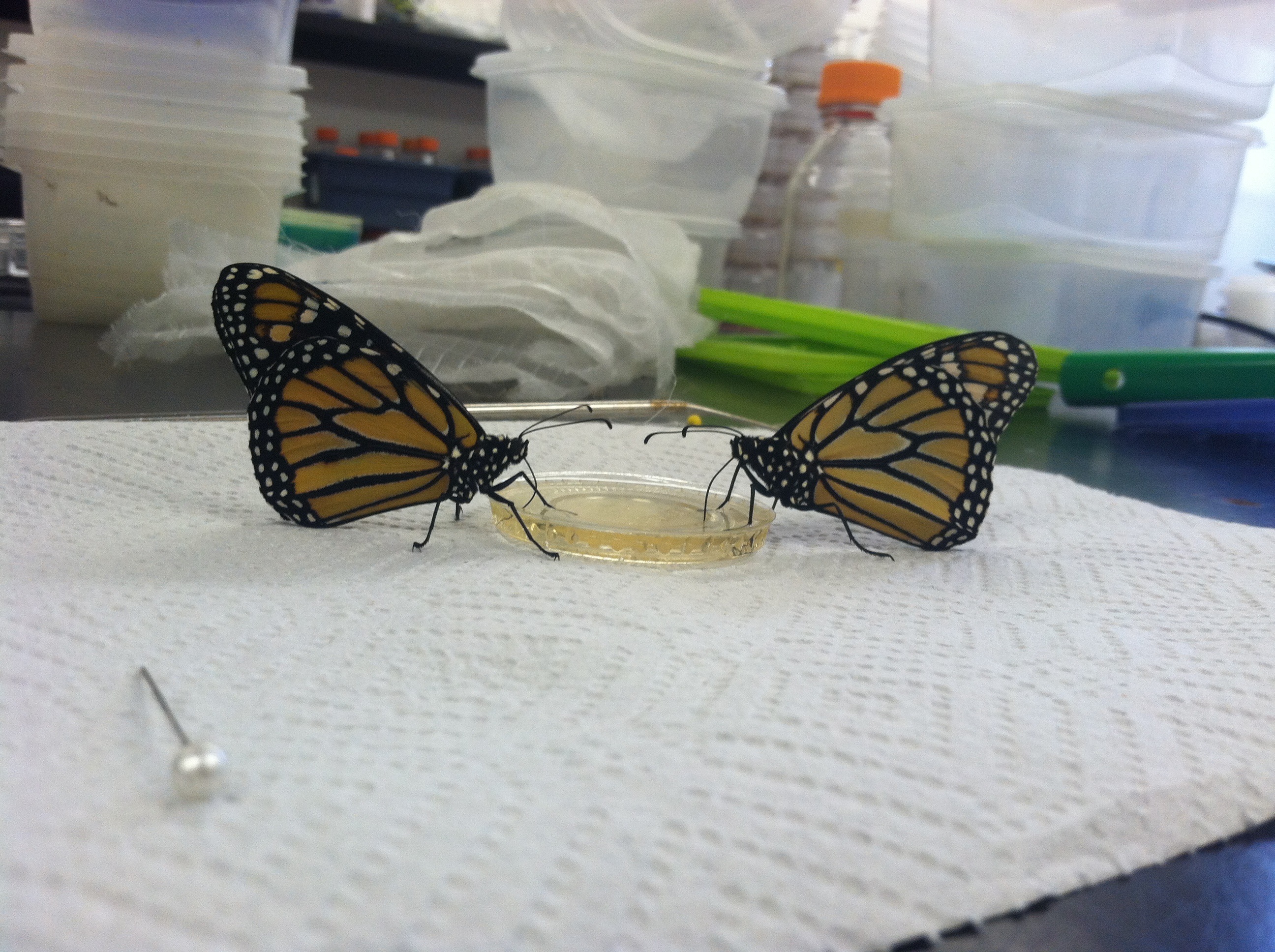 Two monarch butterflies in LSU Biological Sciences Associate Professor Bret Elderd's lab