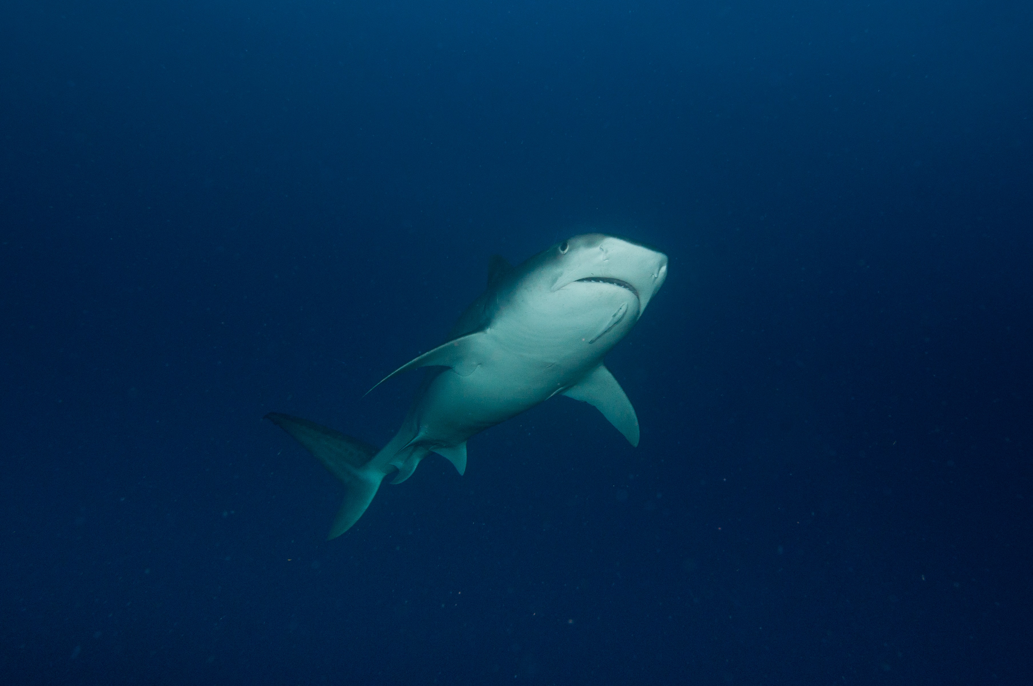 Tiger shark. Photo by G. P. Schmahl, NOAA NMS