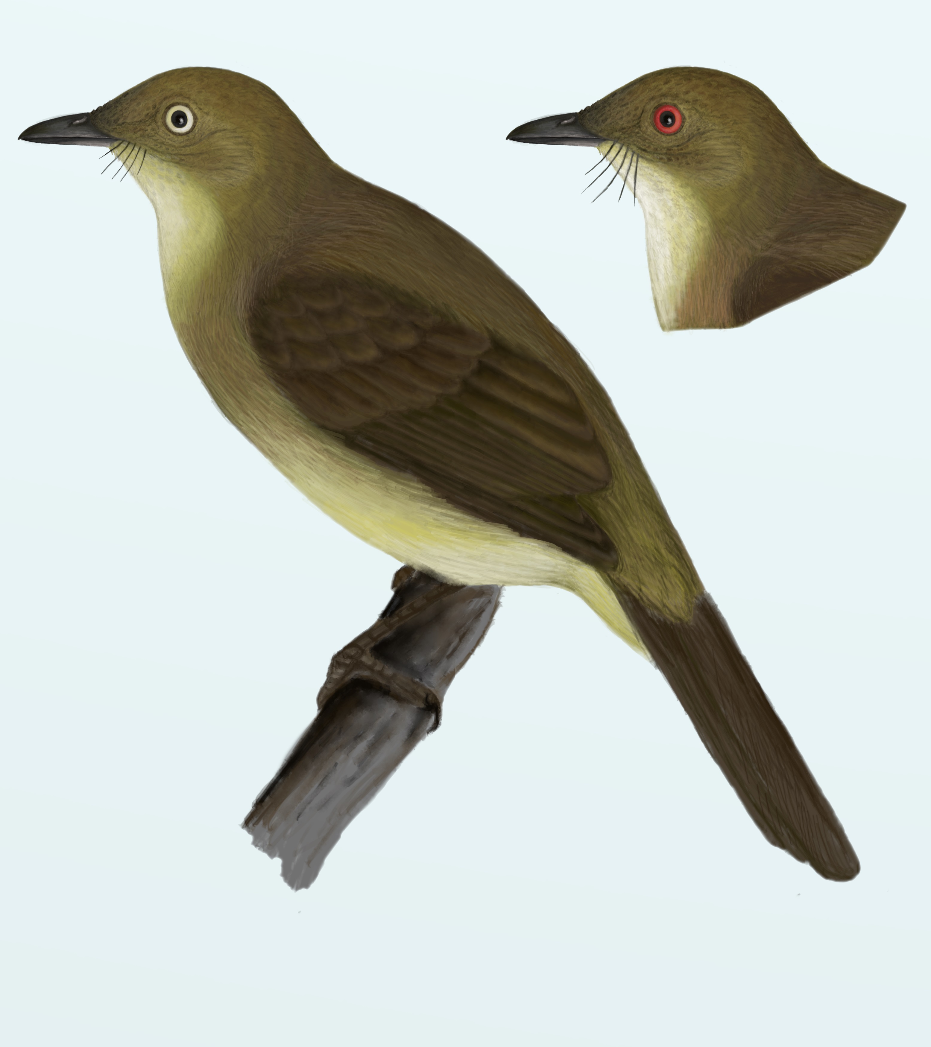 Illustration of Cream-eyed Bulbul bird