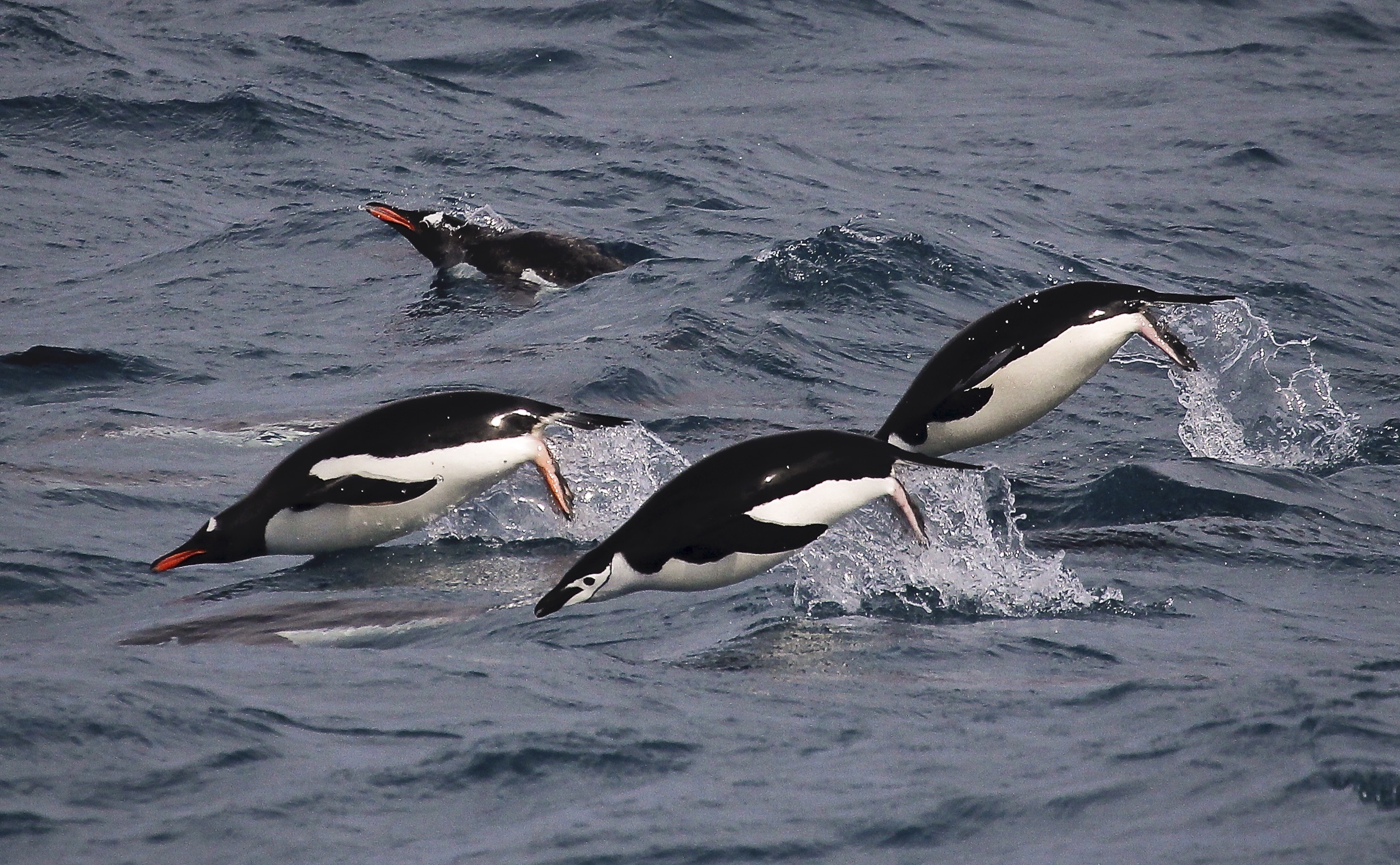 Gentoo and Chinstrap penguins 