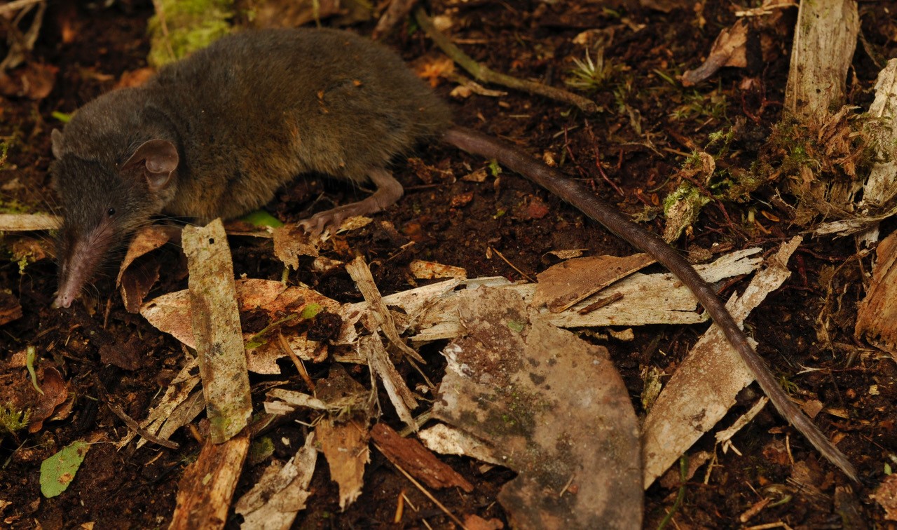 Sulawesi hairy-tailed shrew photo by Kevin Rowe, Museums Victoria