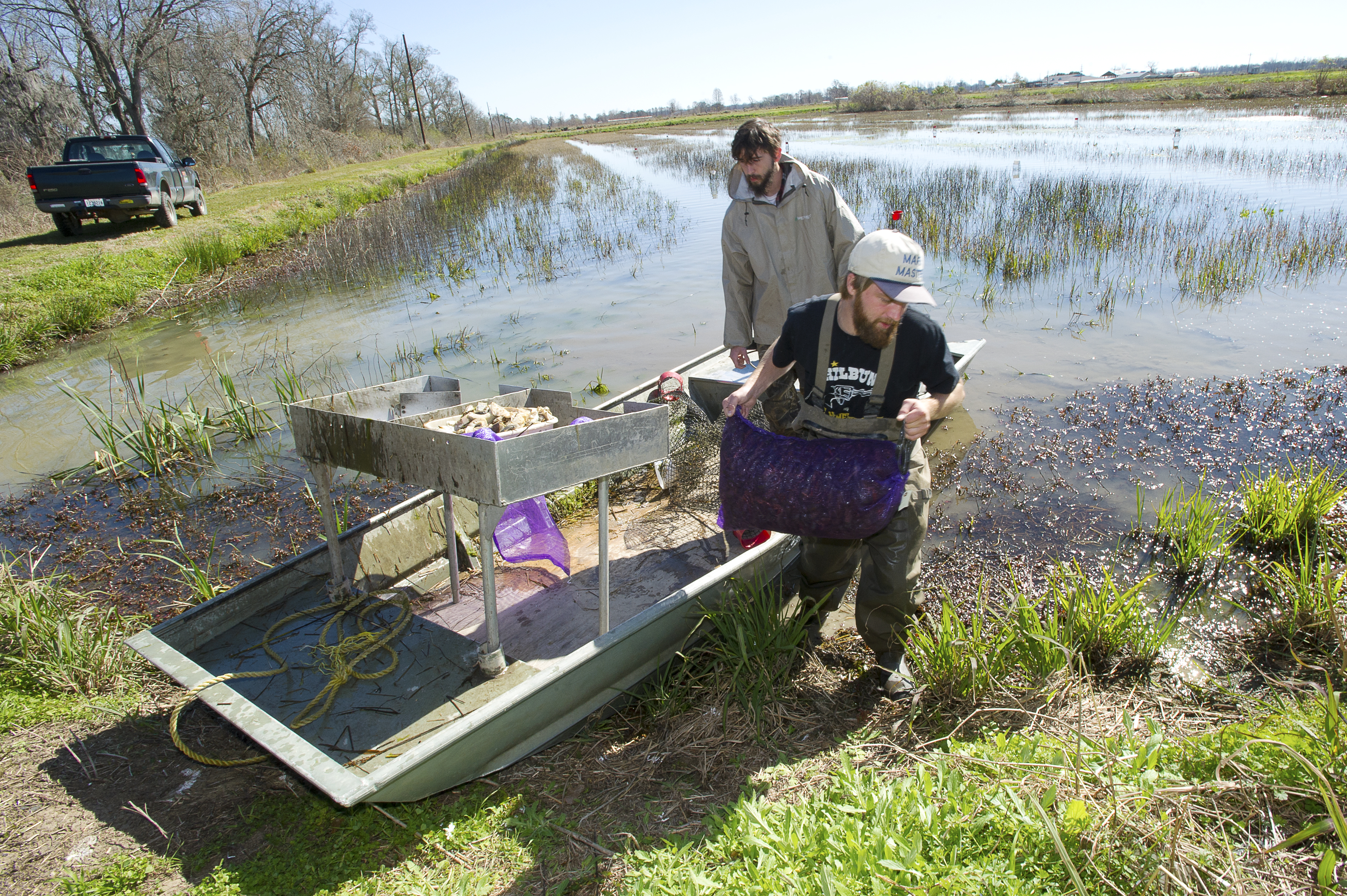 Shelby Hauck and Ryan Williams unload freshly harvested crawfish at the LSU AgCenter Aquaculture Research Station.