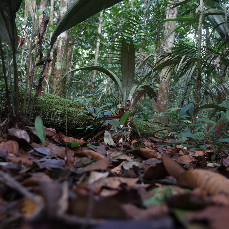 Leaf litter in the Amazon rainforest.