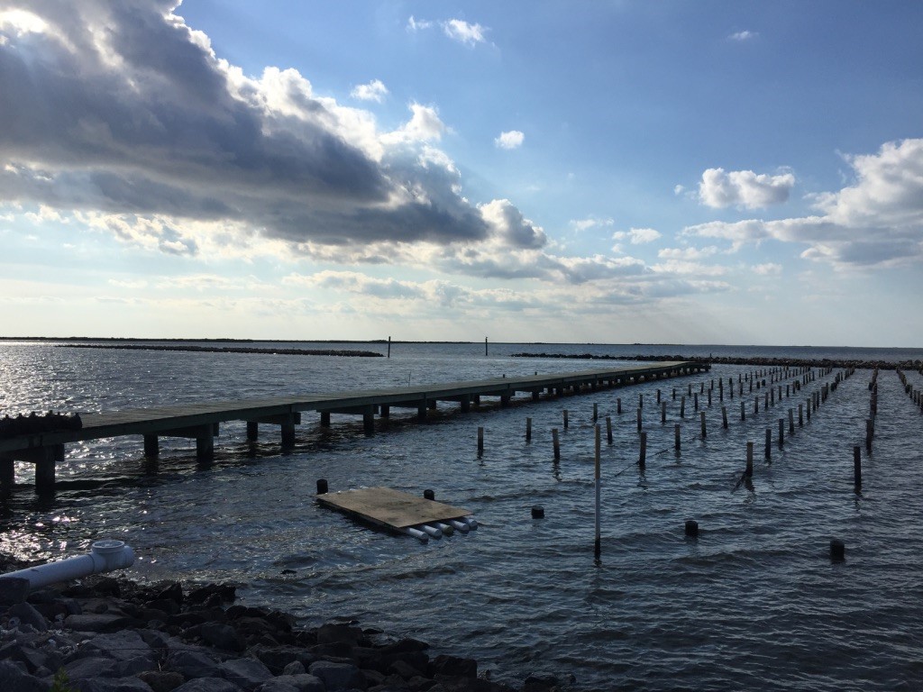 Grand Isle, Louisiana oyster longlines