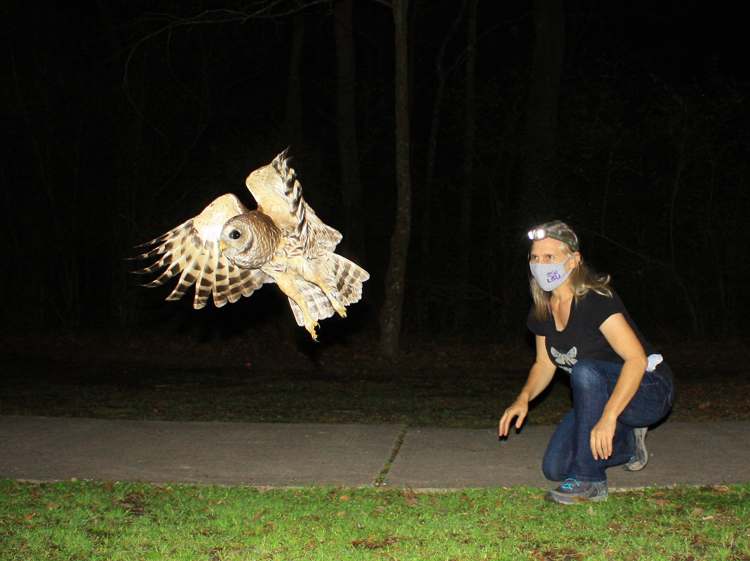 Researcher releasing owl