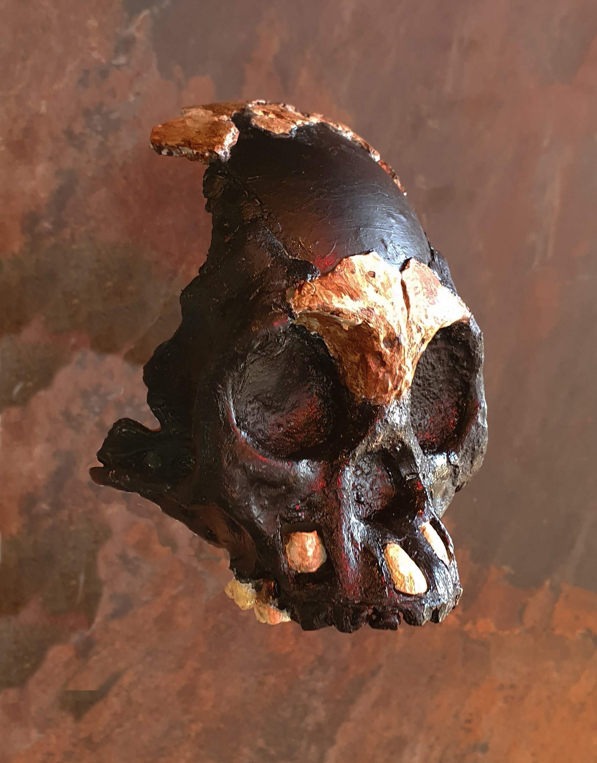 Ancient human ancestor child skull