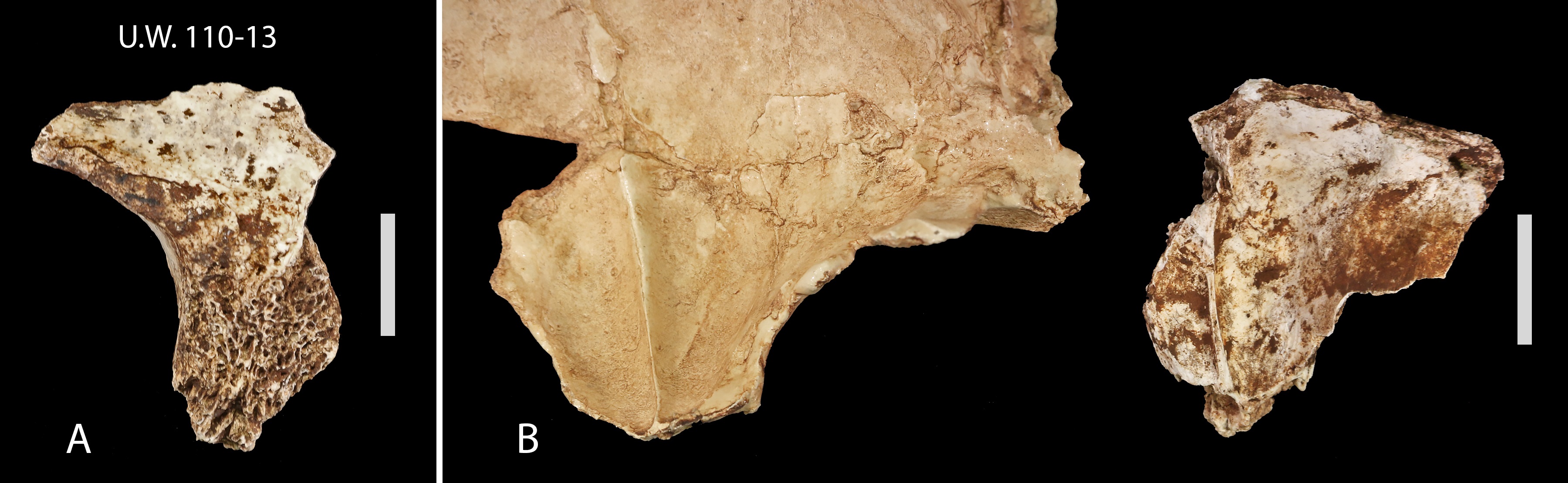 Homo naledi child skull