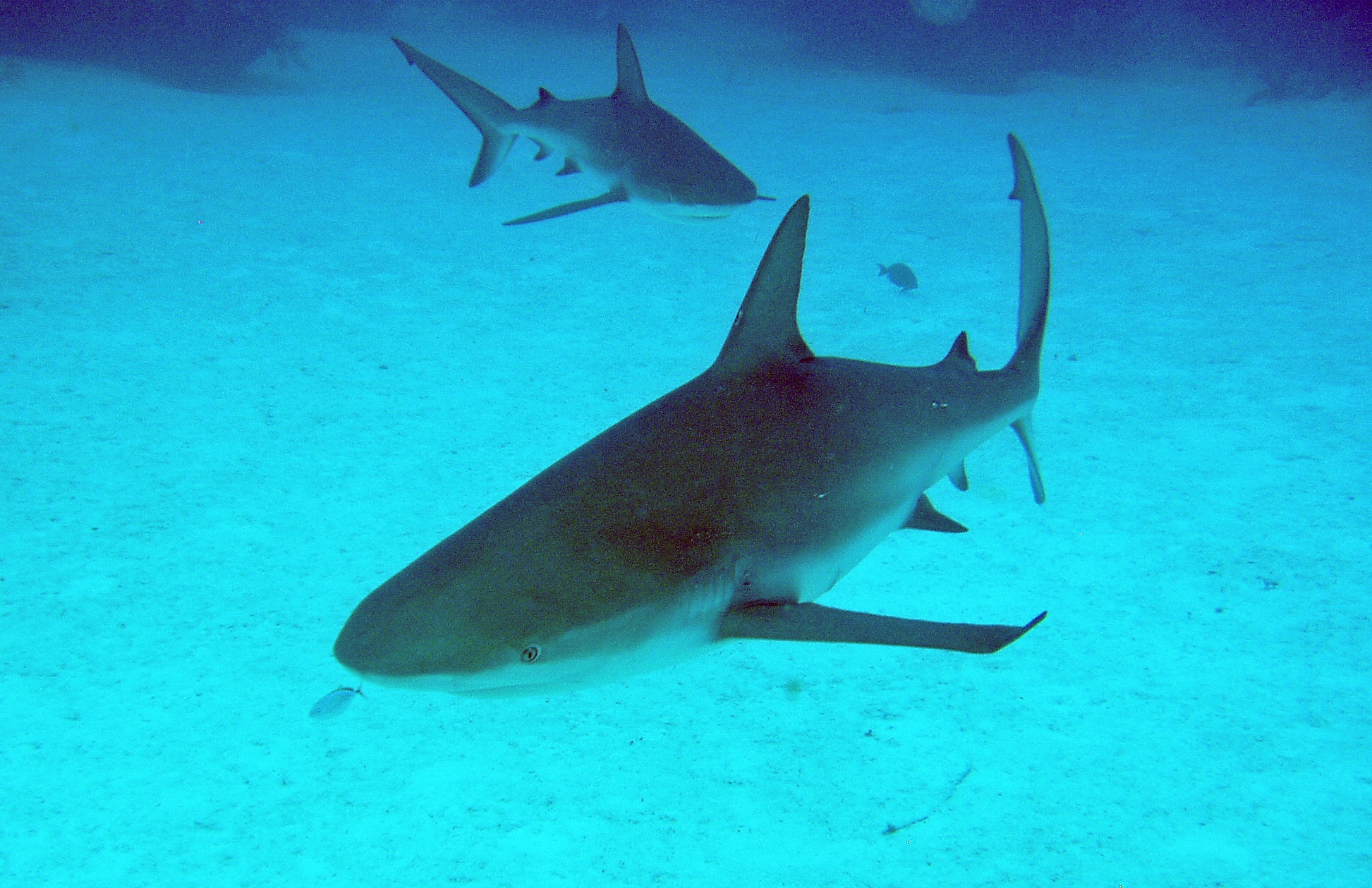 Modern requiem shark