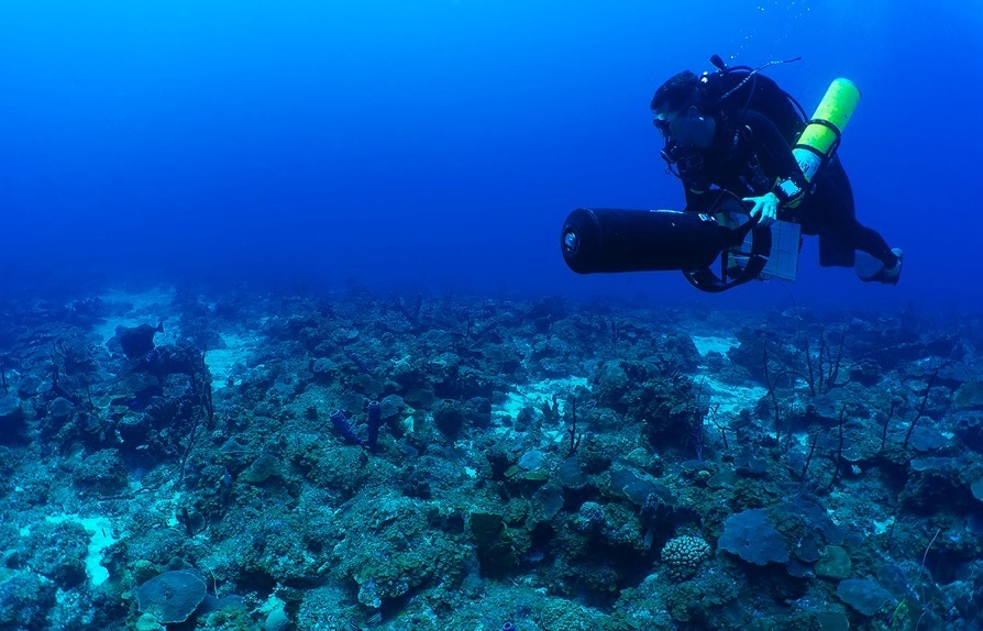 LSU marine ecologist Dan Holstein dives in the Caribbean