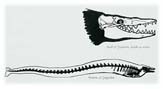 drawing of extinct whale