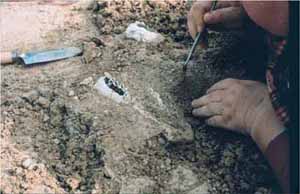 person excavating fossil