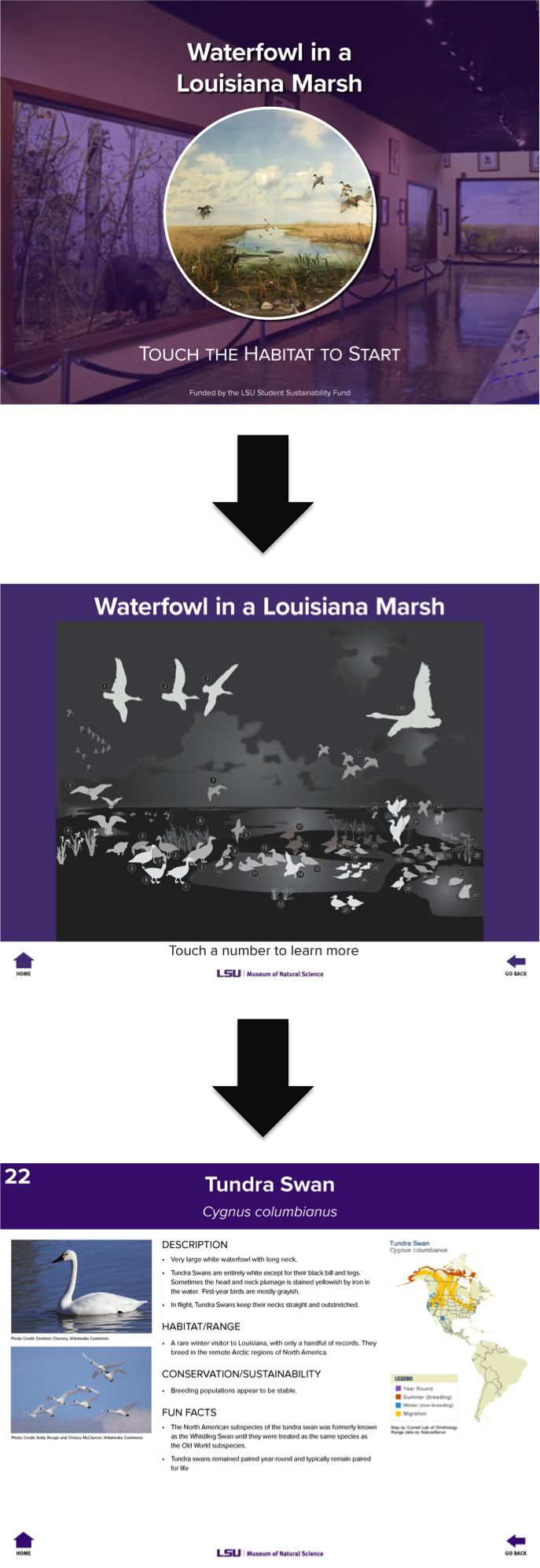 Exploring the ipad. It goes from the marsh exhibit home page, to a silhouette of the exhibit, to information about the tundra swan.