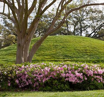 LSU campus mound with tree and flowering bush in foreground