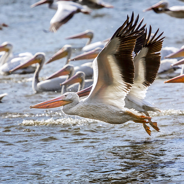 white pelicans in flight