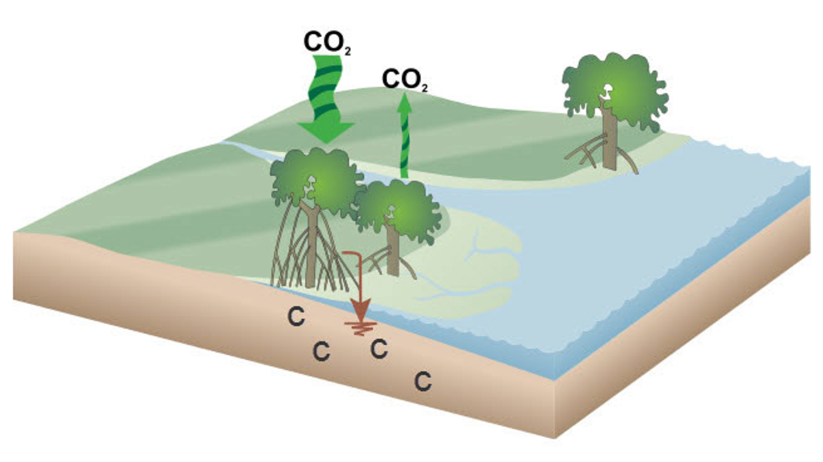 Mangroves can be used to sequester and store carbon.