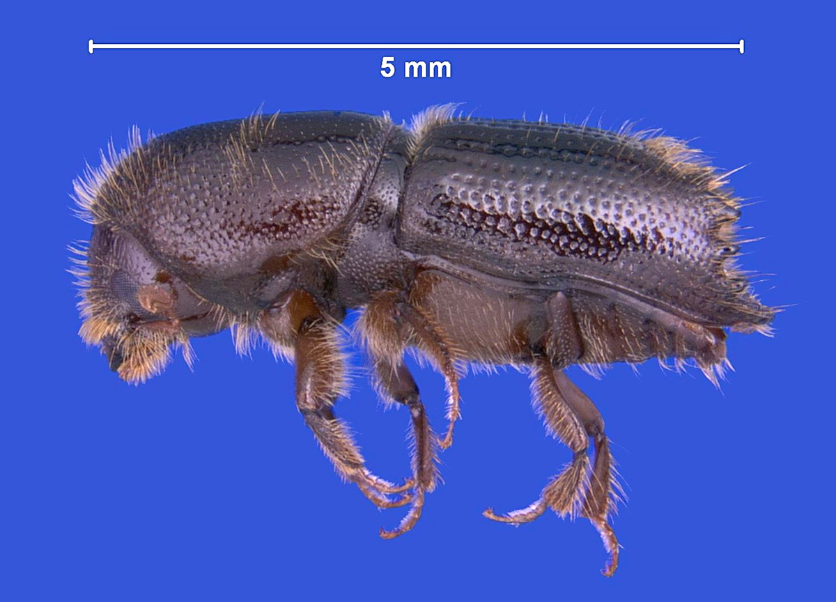 Engraver beetle