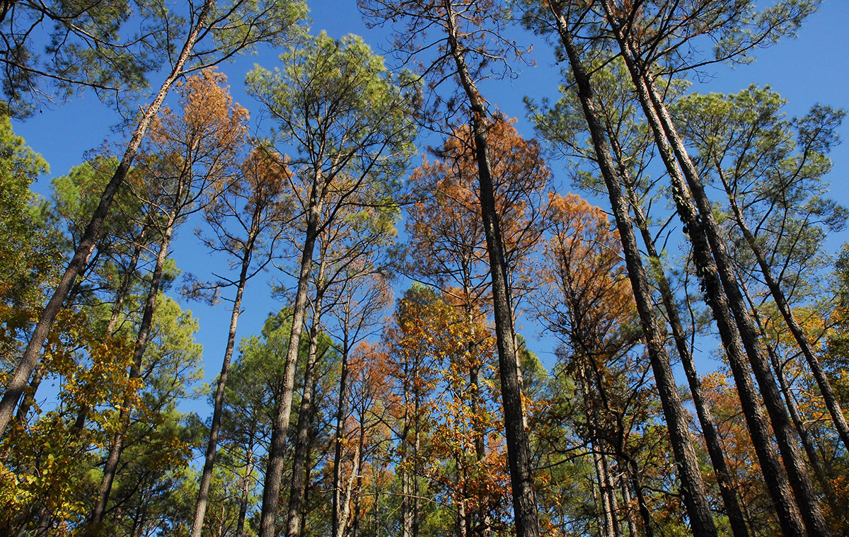Pine mortality from engraver beetle attacks